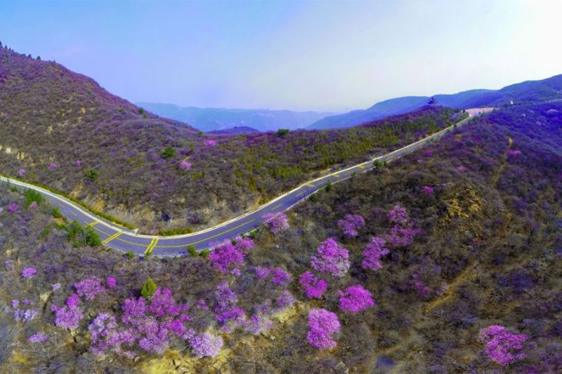 Biển hoa đỗ quyên Biển hoa đỗ quyên