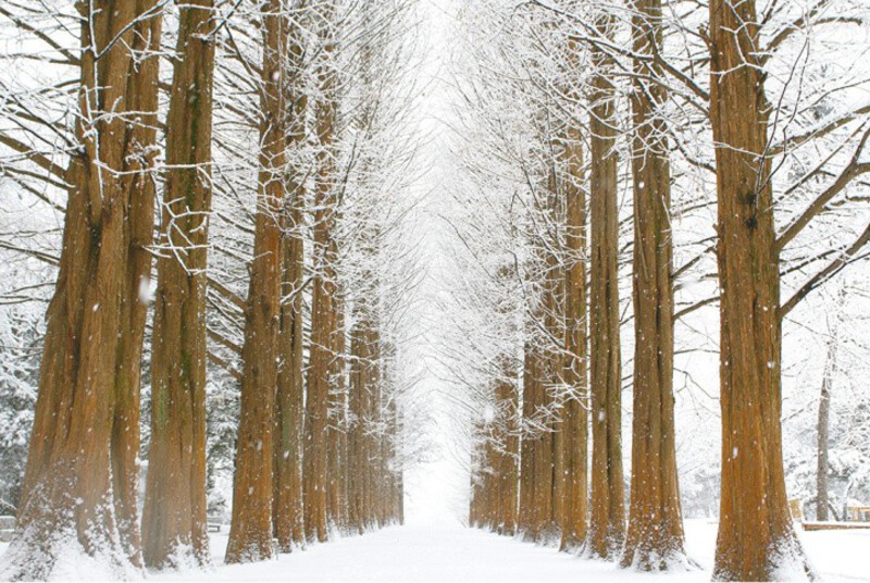 Đảo Nami mùa đông Đảo Nami mùa đông