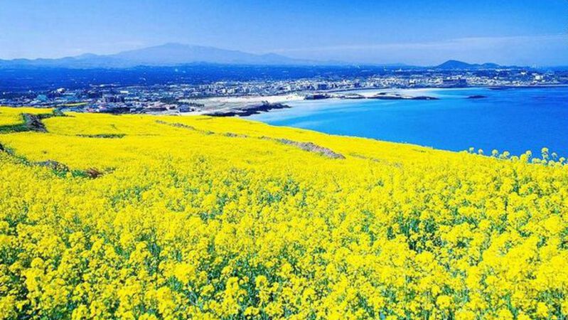 Jeju mùa hoa cải vàng Jeju mùa hoa cải vàng