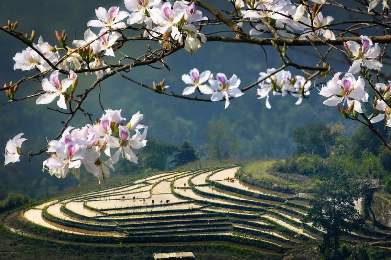 Tháng 3 là thời điểm Điện Biên ngập trong sắc trắng hoa ban