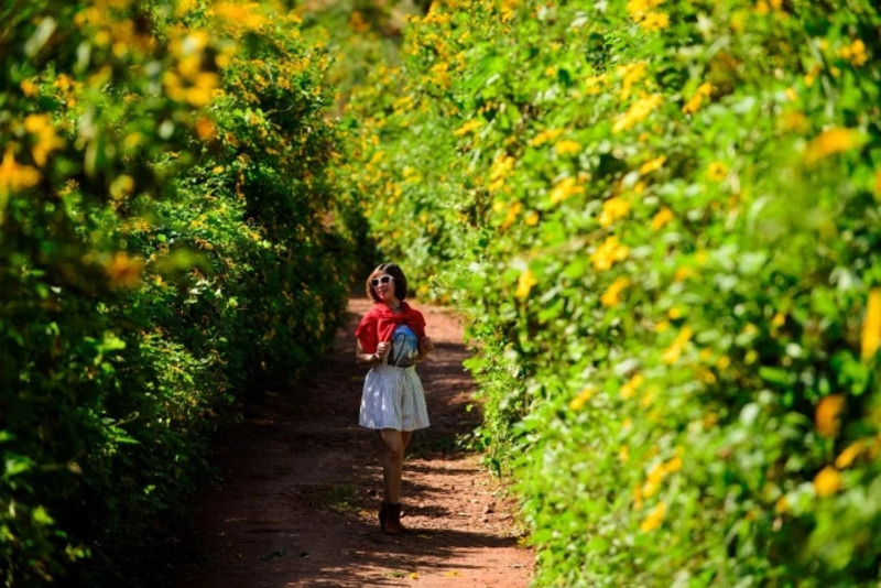 D&atilde; quỳ nhuộm v&agrave;ng ngoại &ocirc; Đ&agrave; Lạt