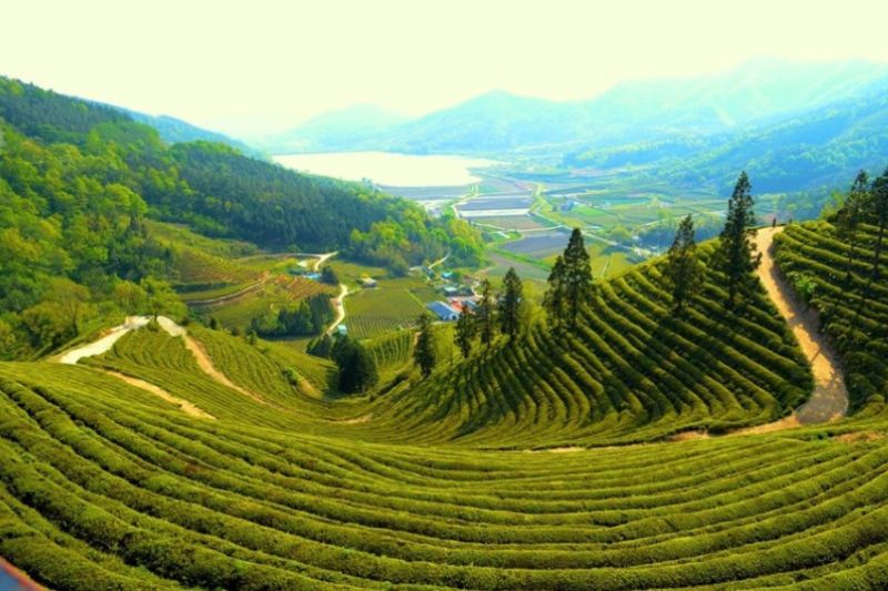  Cánh đồng trà ở Beseong
