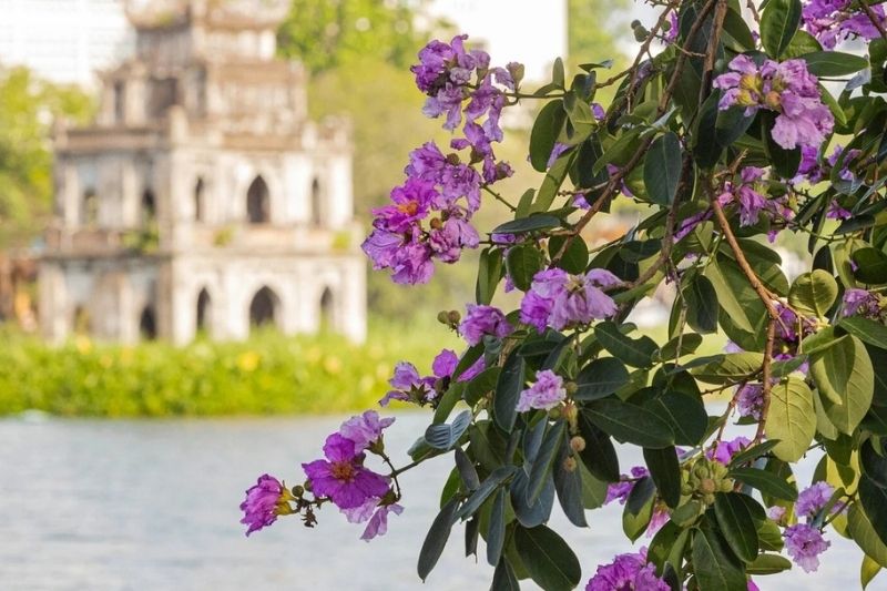 M&ugrave;a h&egrave; l&agrave; m&ugrave;a hoa bằng lăng rực rỡ tại H&agrave; Nội