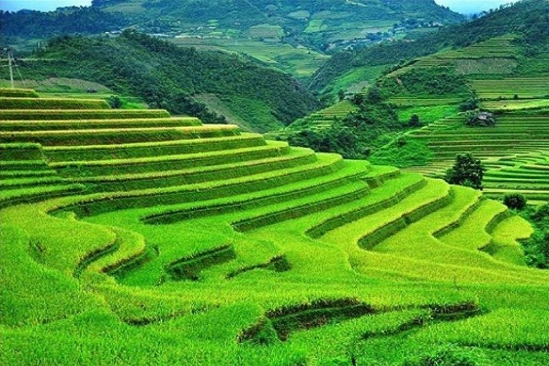 Ruộng bậc thang m&ugrave;a h&egrave; xanh mướt tại Sapa