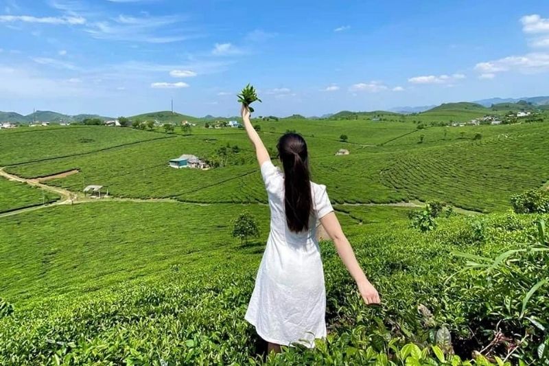 Đồi ch&egrave; Mộc Ch&acirc;u